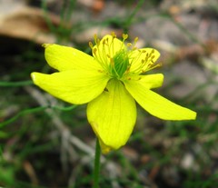 Anemonastrum richardsonii