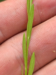 Linum medium texanum