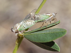 Beameria venosa