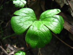 Anemonastrum richardsonii
