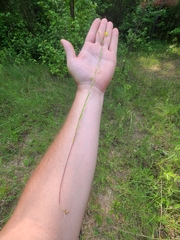 Linum medium texanum