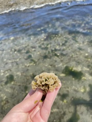 Primavelans insculpta