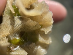 Primavelans insculpta