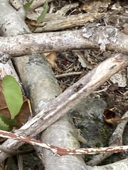 Camponotus chazaliei