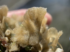 Primavelans insculpta