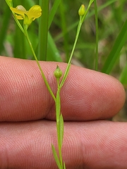 Linum medium texanum