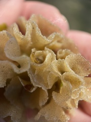 Primavelans insculpta