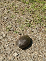 Kinosterninae