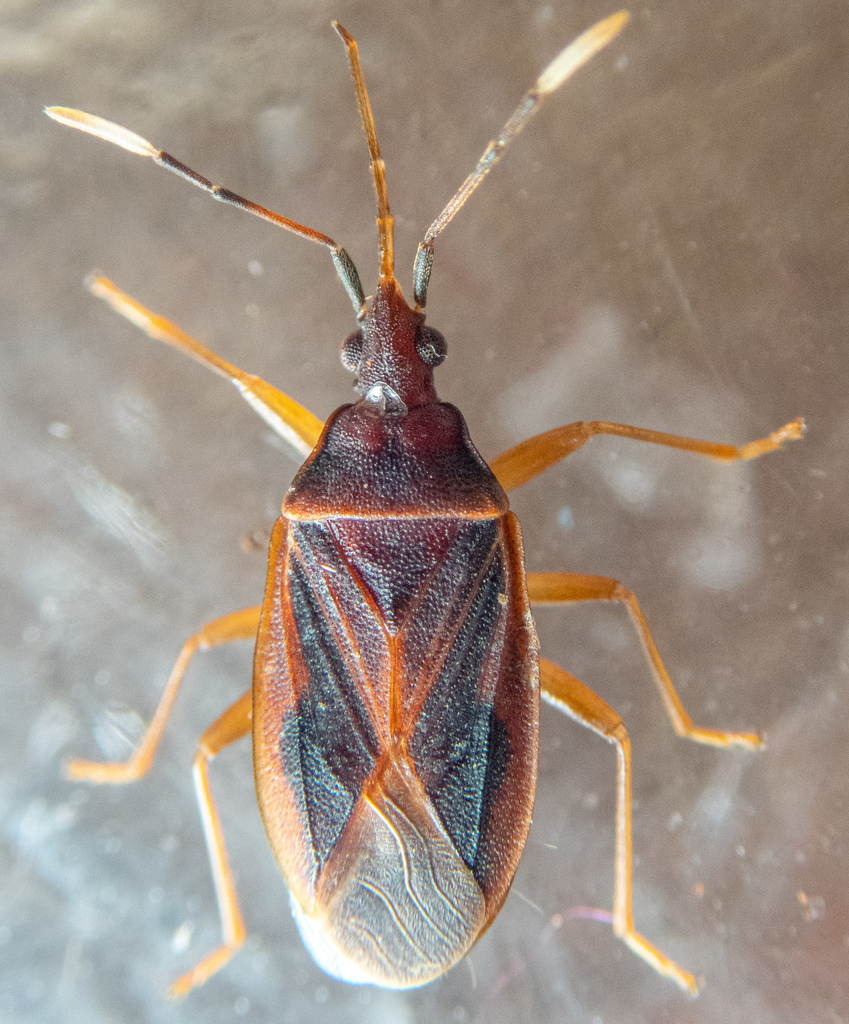Seed bug