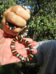 Lampropeltis zonata