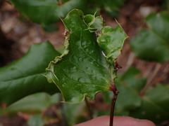 Aceria caliberberis