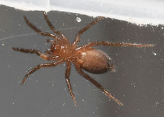Gnaphosa sericata