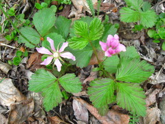 Rubus arcticus acaulis