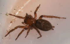 Gnaphosa sericata
