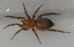 Gnaphosa sericata