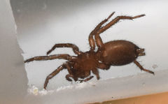 Gnaphosa sericata