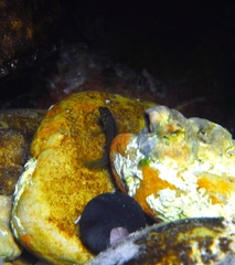 Omobranchus anolius