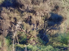 Poodytes punctatus punctatus