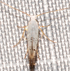 Argyresthia subreticulata