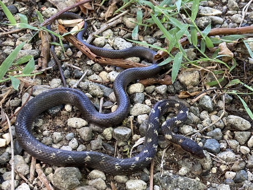 Photo of a Dominican Racer (Alsophis sibonius)