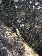 Anolis oculatus cabritensis