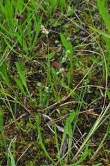 Carex garberi