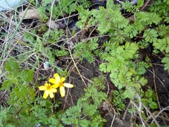 Tagetes zypaquirensis