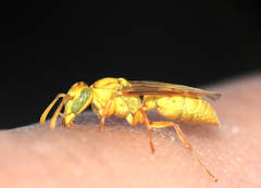 Protopolybia amarella