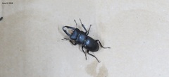 Dorcus rectus