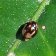 Calloeneis signata