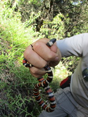 Lampropeltis zonata