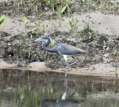 Egretta tricolor image