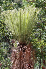 Cycadaceae