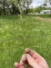 Poa
