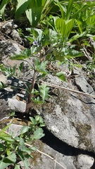 Physochlaina physaloides