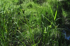 Carex retrorsa