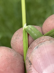 Poa