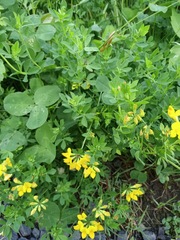 Lotus corniculatus