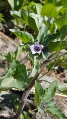 Physochlaina physaloides