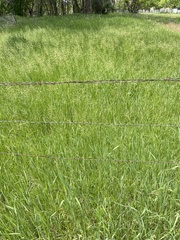 Poa
