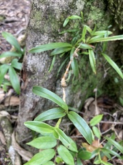 Maxillaria inflexa