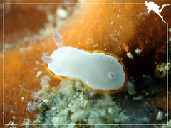 Goniobranchus rubrocornutus