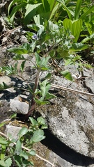 Physochlaina physaloides