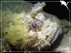 Scorpaenodes kelloggi