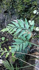 Asplenium appendiculatum