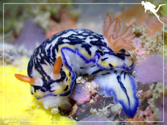 Hypselodoris maritima