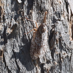 Amyclinae
