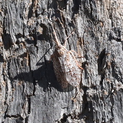 Amyclinae