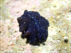 Pseudobiceros stellae