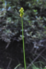 Carex scoparia